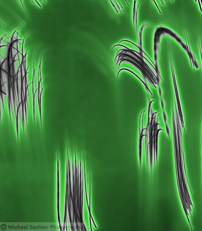 Chinois Reeds 1