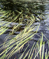With the Flow 2 IMGP2057 v2
