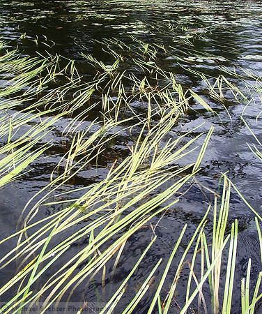With the Flow 2 IMGP2057 v2