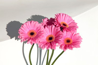 IMG_8406 v1