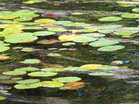 Green Lillies  DSCF0186
