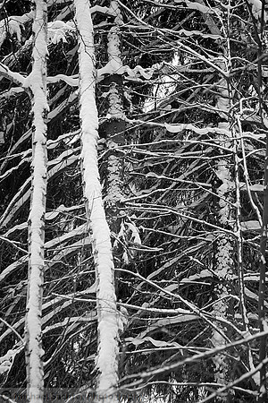 IMG_623bw
