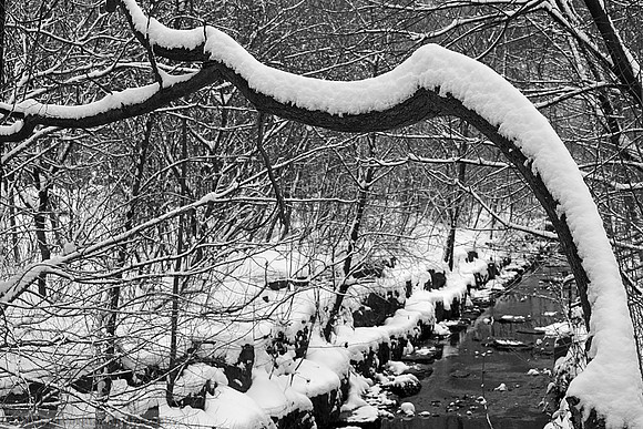 IMG_6203bw