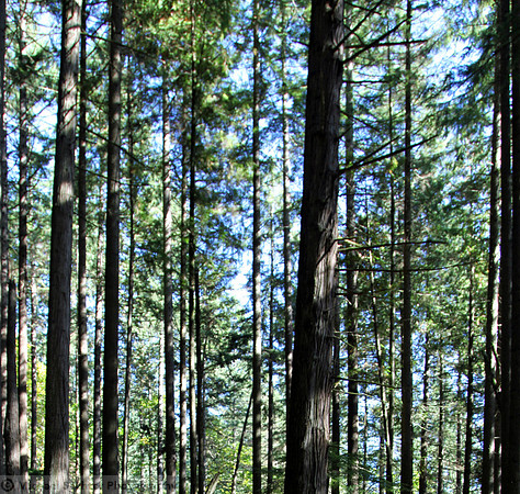 IMG_8886 crop and adj angle