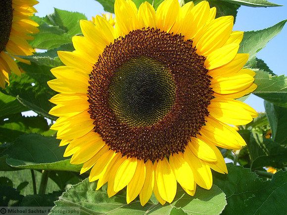 PEC - sunflower 2