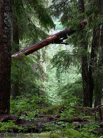 BC with Doug and Mike July 0710_rotation