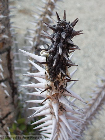 H Desert Spikes
