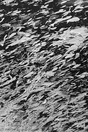 IMG_7913 B+W