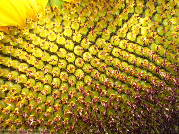PEC - sunflower 8