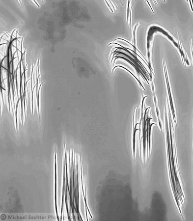 Chinois Reeds 6