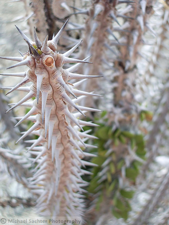 I Desert Finger Spikes - Copy