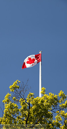 Victoria Standard