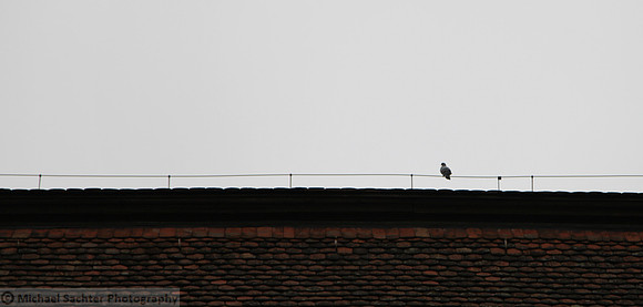 Loner 1
