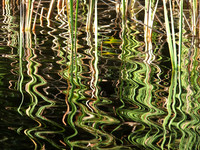 Reeds and Water  DSCF4543