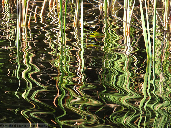 Reeds and Water  DSCF4543