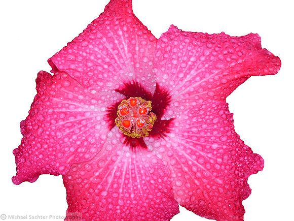 IMGP4088 Pink Shock