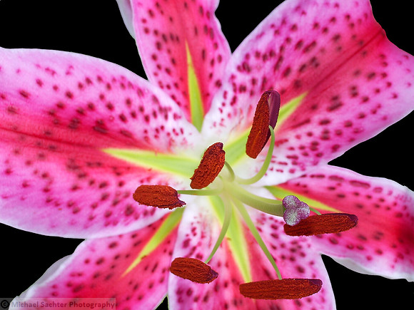 Pink Lily on Black