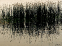 Michael Sachter - Reeds