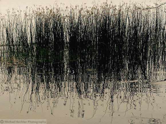 Michael Sachter - Reeds