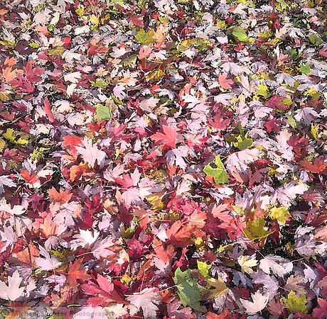 IMG-20111031-00255 fall leaves v4