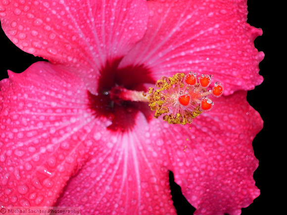 IMGP4083 Pink on Black