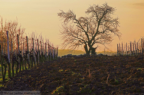 Last Stand IMG_0588 v2b