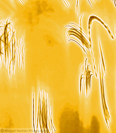 Chinois Reeds 5