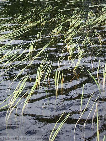 water reeds